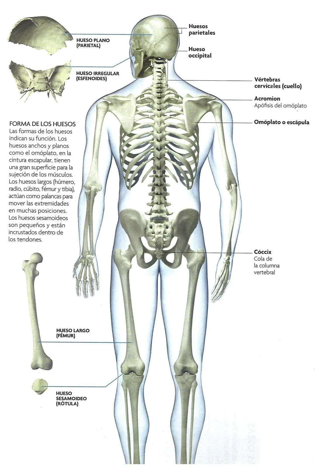 El esqueleto equivale casi a un quinto del peso de un cuerpo sano.