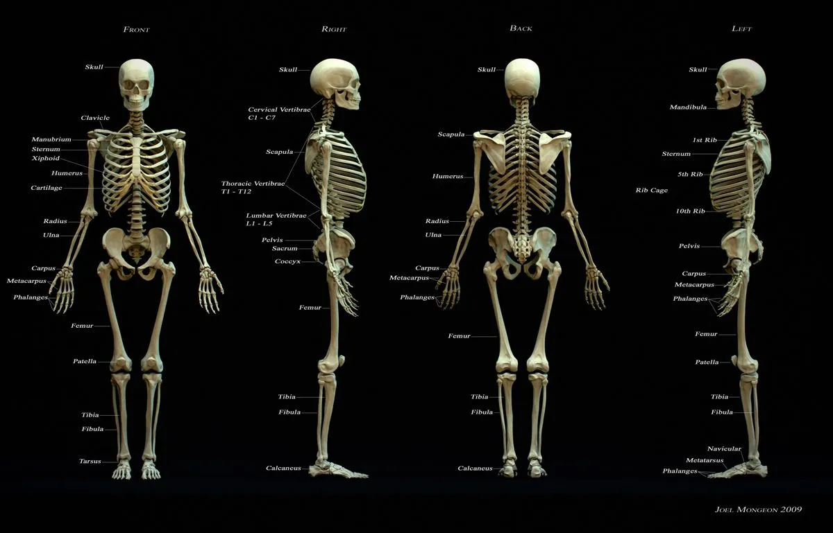 El Esqueleto Humano | Anatomia en grupo