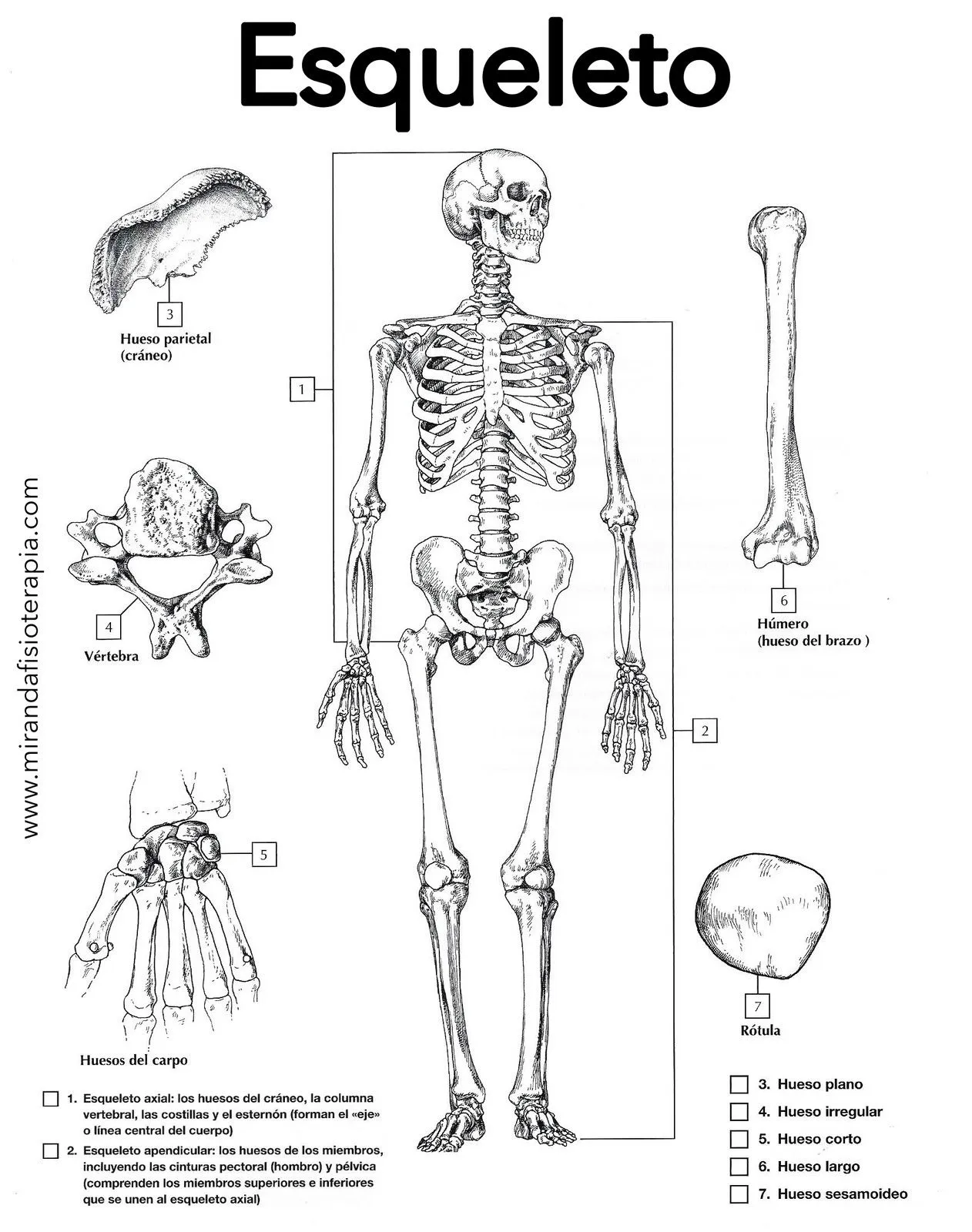 Esqueleto Humano - para colorear