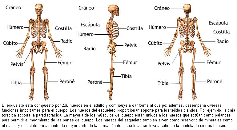Esqueleto Humano | Composicion del cuerpo humano