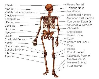 Esqueleto humano en blanco - Imagui