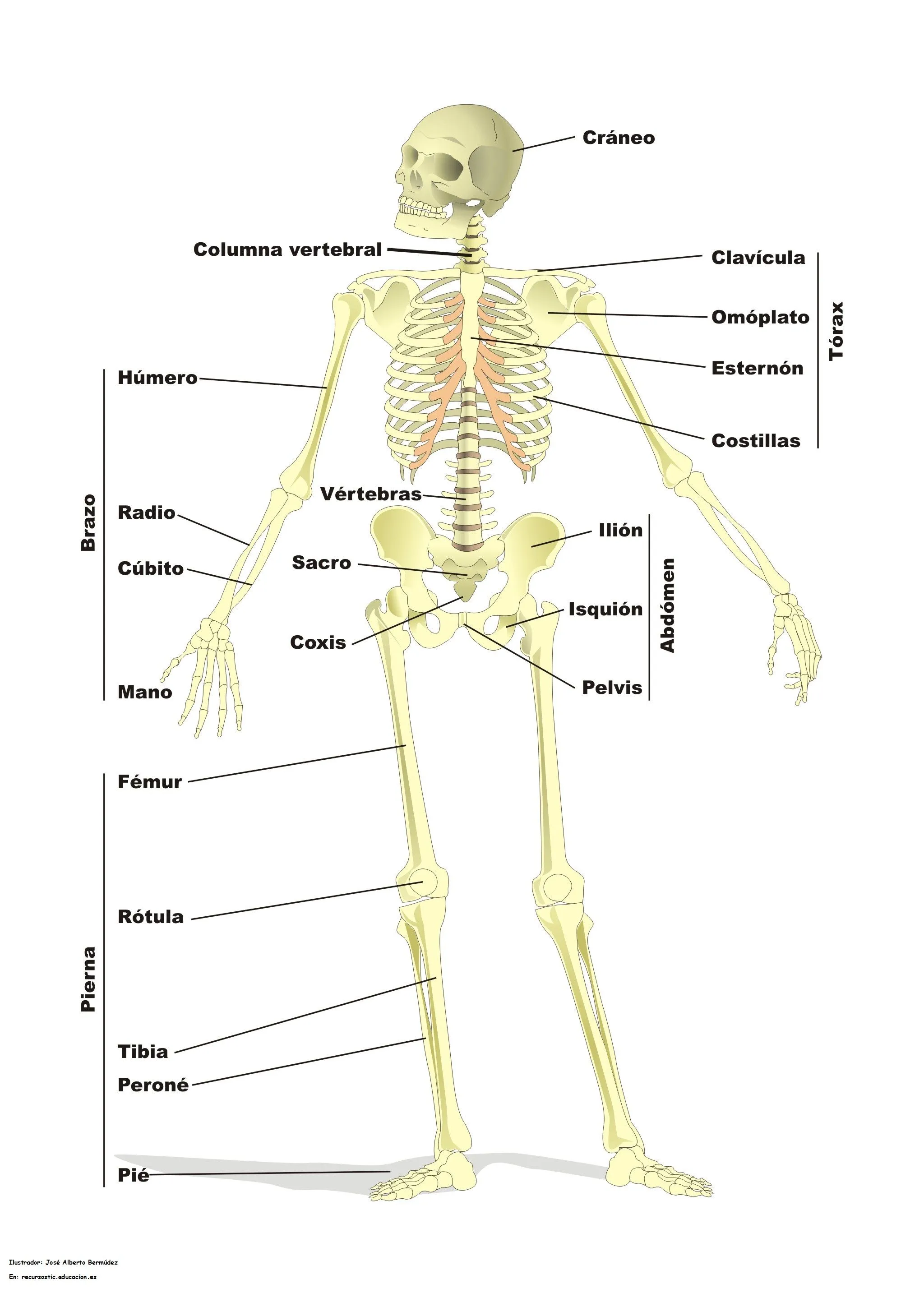 Esqueleto humano - Currículum en línea. MINEDUC. Gobierno de Chile.