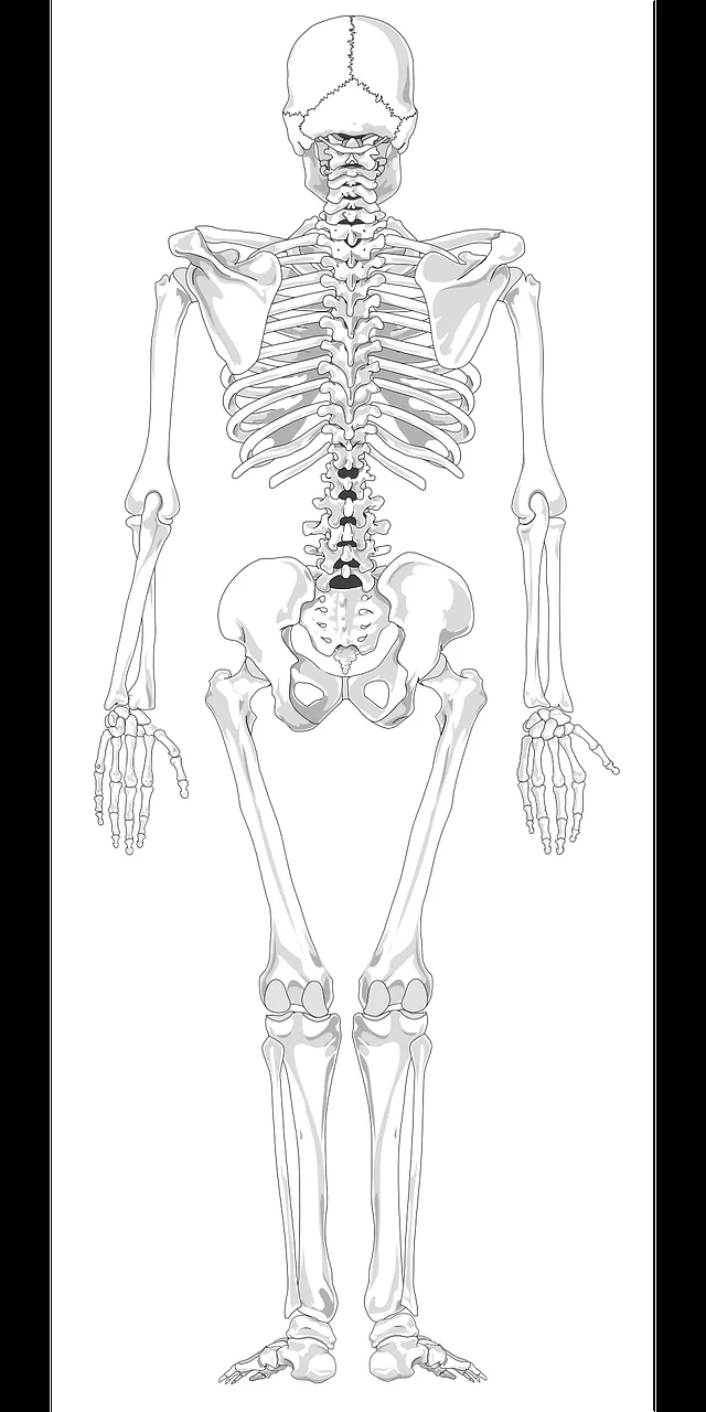 Esqueleto Humano Esquelético - Gráficos vectoriales gratis en Pixabay -  Pixabay