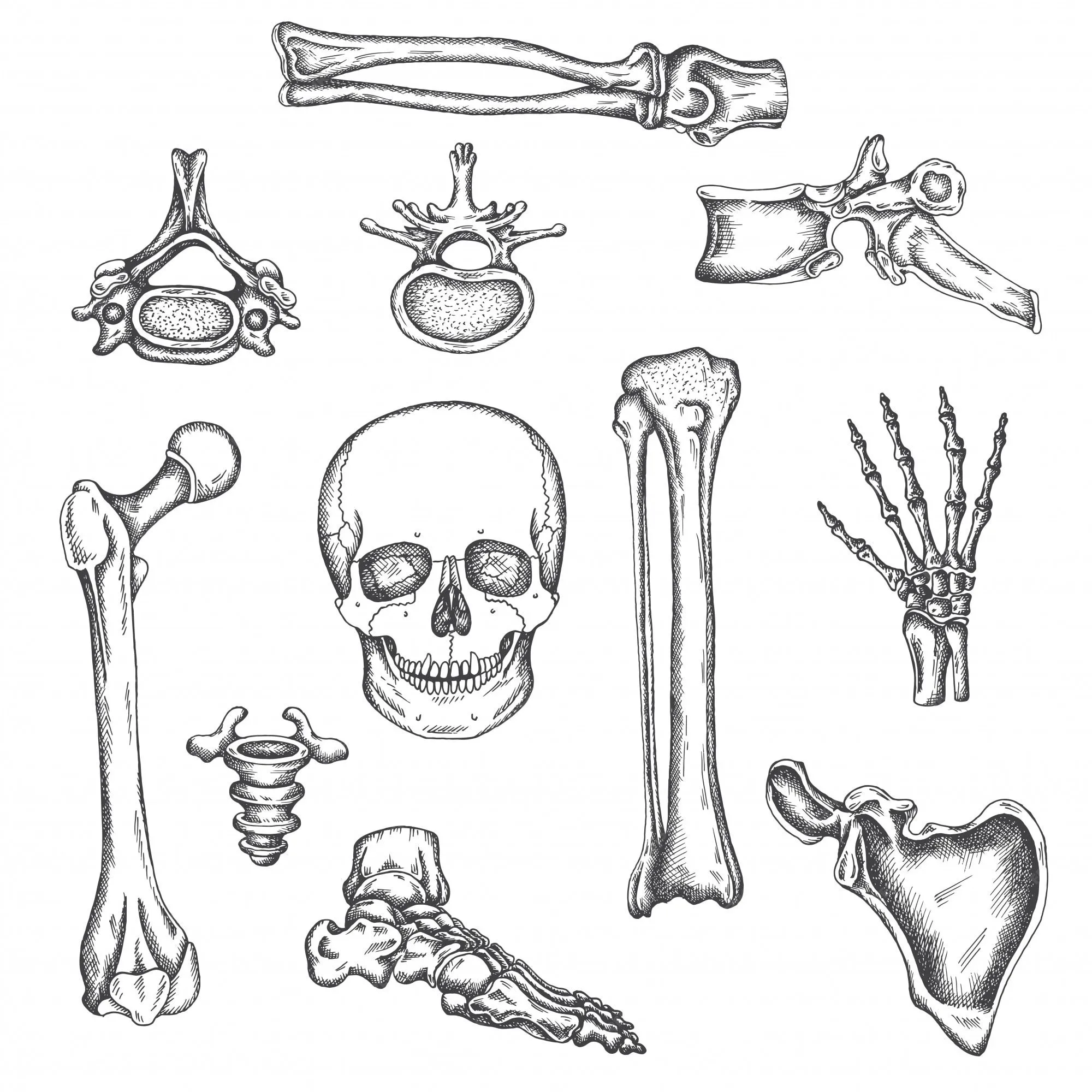 Esqueleto humano, huesos y articulaciones. ilustración de dibujo vectorial  aislado conjunto de huesos de anatomía. imágenes médicas ortopédicas. dibujo  de rodilla, cráneo y columna vertebral | Vector Premium