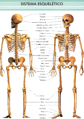 El cuerpo humano, una maquinaria maravillosa: Esqueleto Humano frente