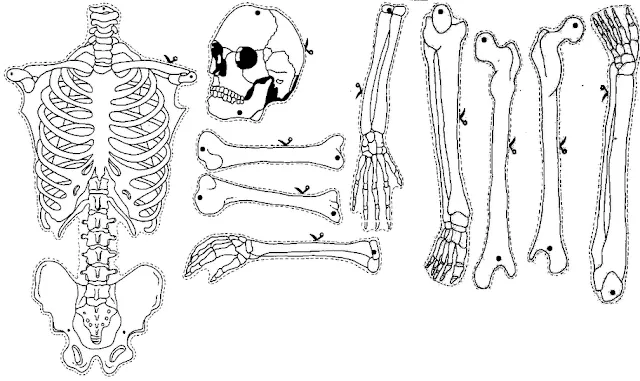 Esqueleto humano para imprimir y armar articulado - Imagui