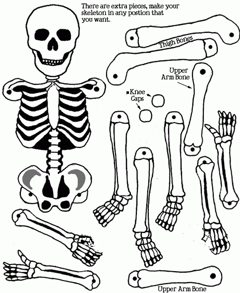 Esqueleto humano para imprimir y armar articulado - Imagui ...