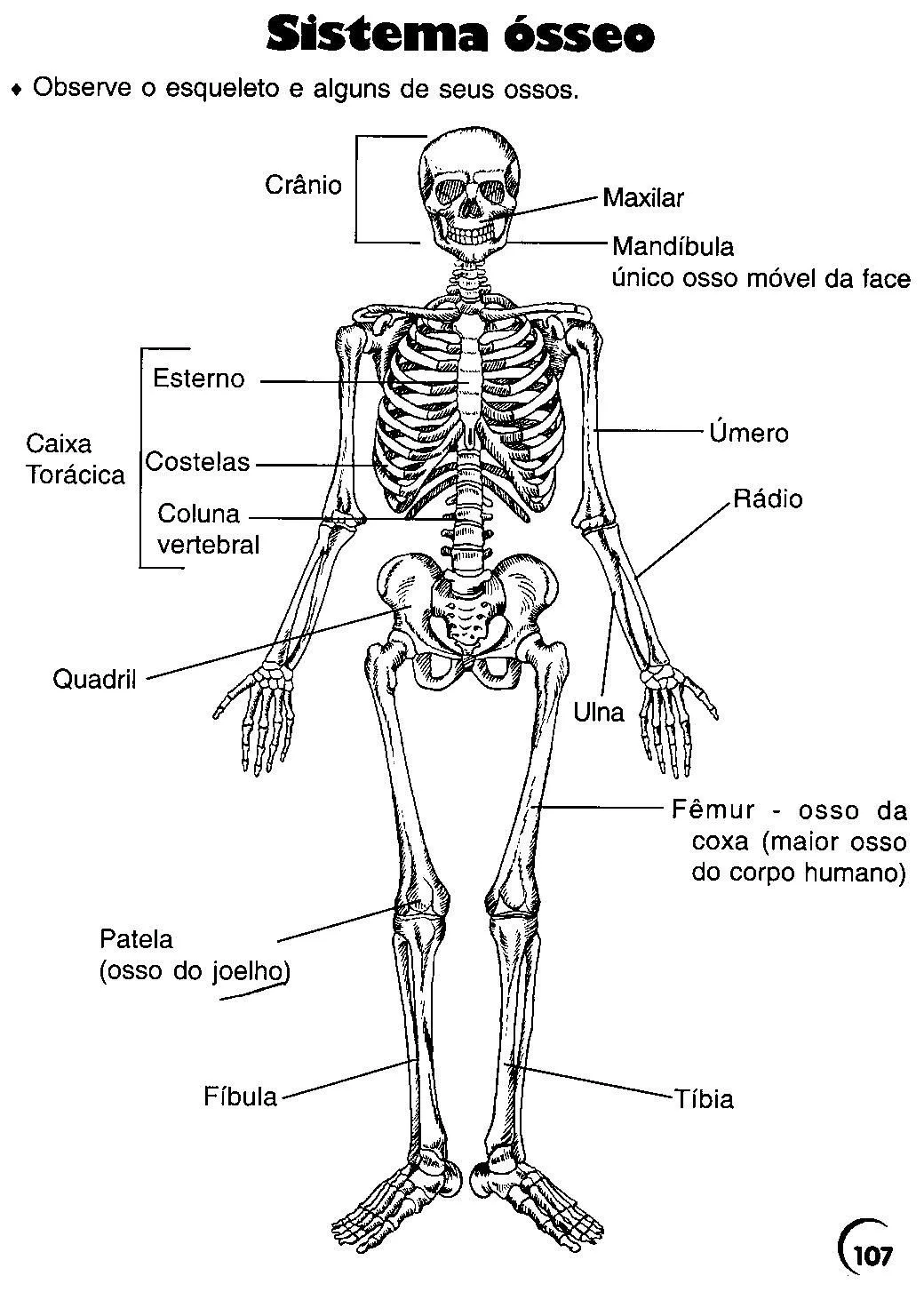 Esqueleto humano para imprimir en grande - Imagui