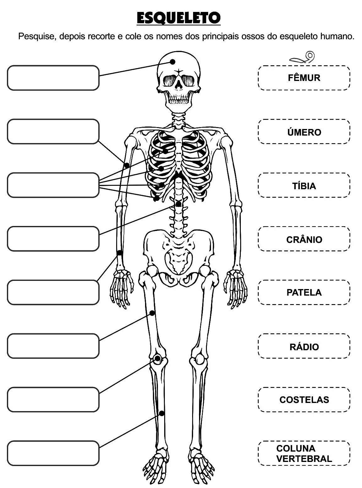 Esqueleto humano para imprimir - Imagui