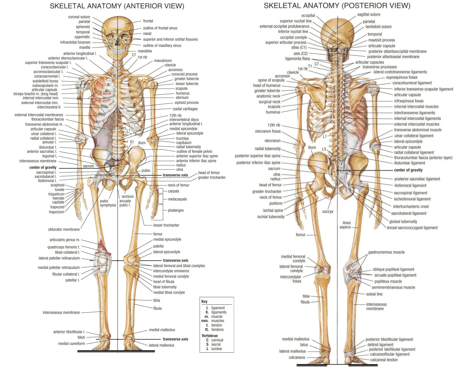 Esqueleto humano #infografia #infographic #health | Las otras ...
