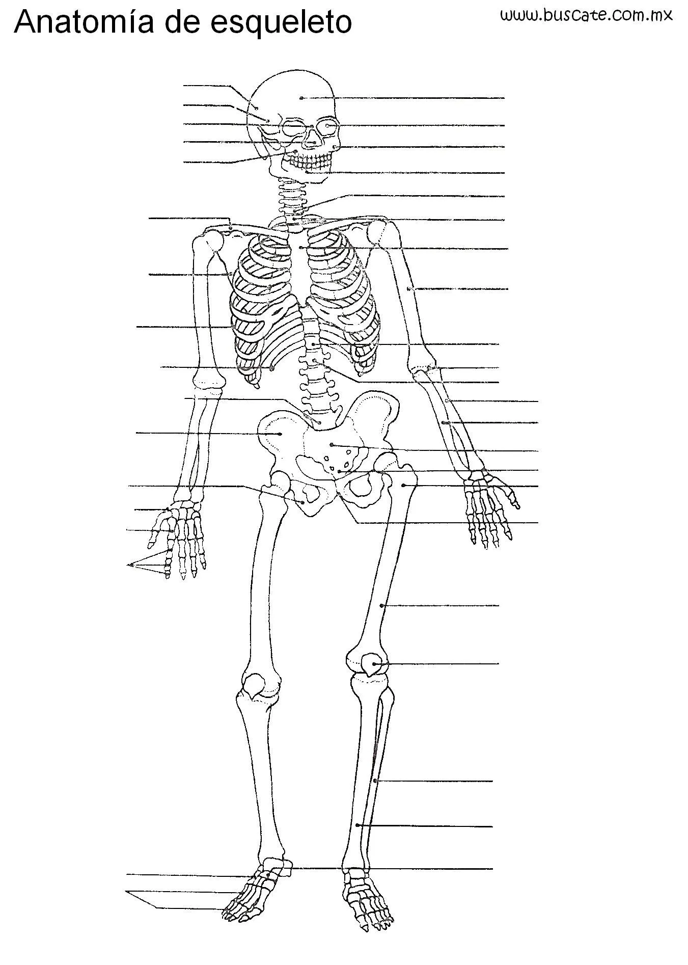 Esqueleto humano sin nombres, para escribirlos. | Anatomía | Pinterest