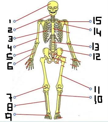 CONOCEMOS NUESTRO CUERPO | E. Física, deporte y salud