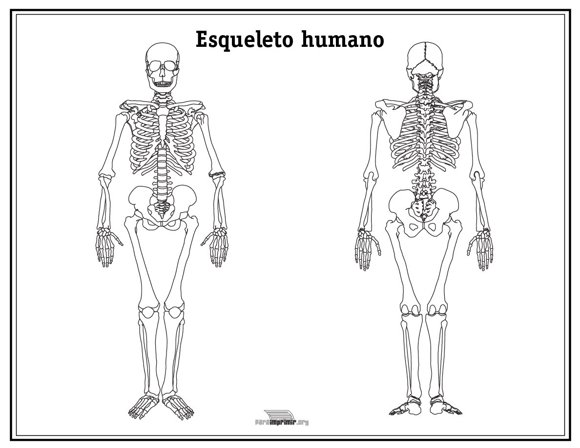 Esqueleto humano sin nombres para imprimir