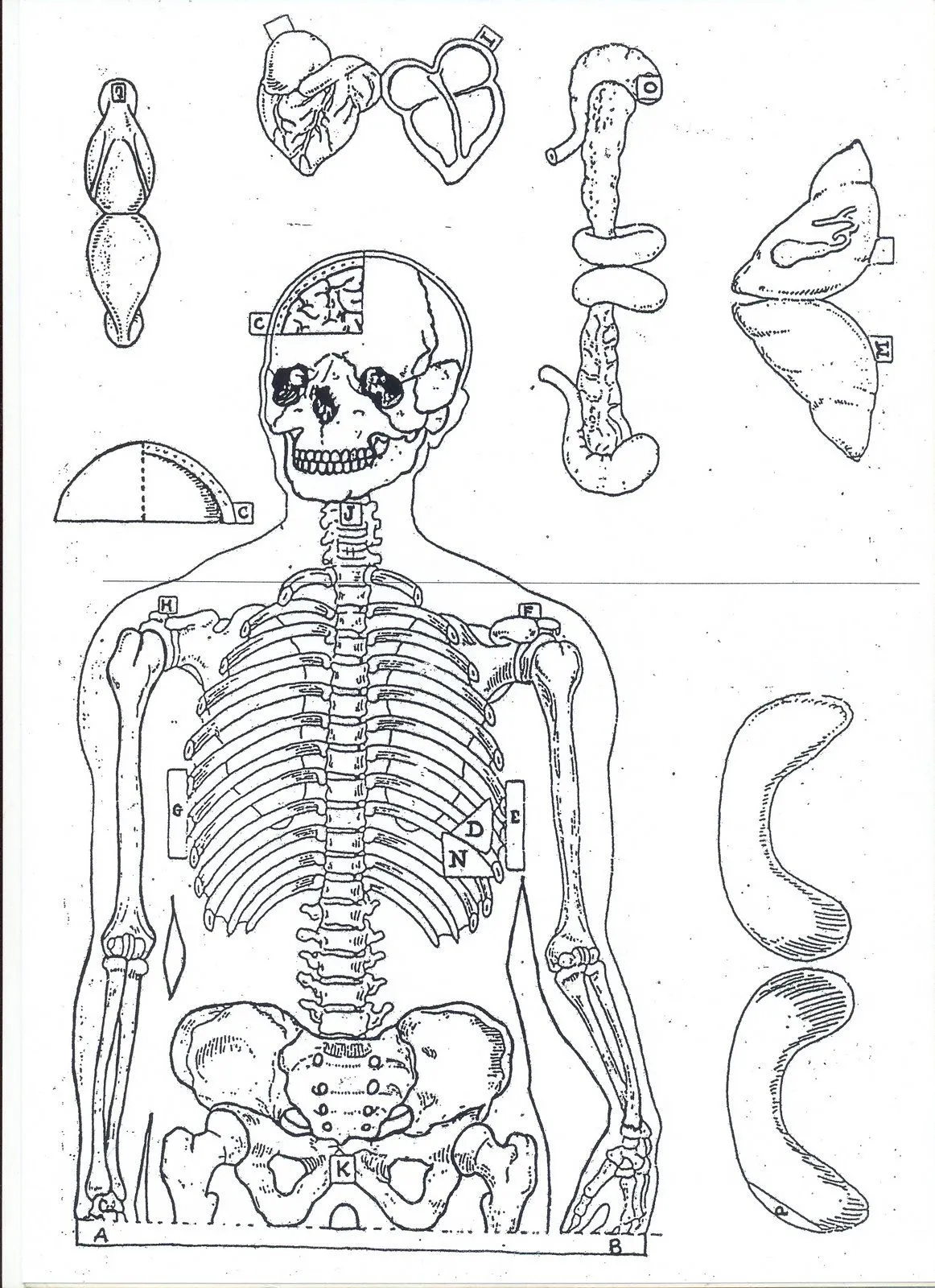 El esqueleto humano para recortar - Imagui