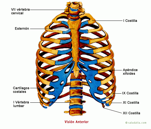 Esqueleto humano. Saludalia.com