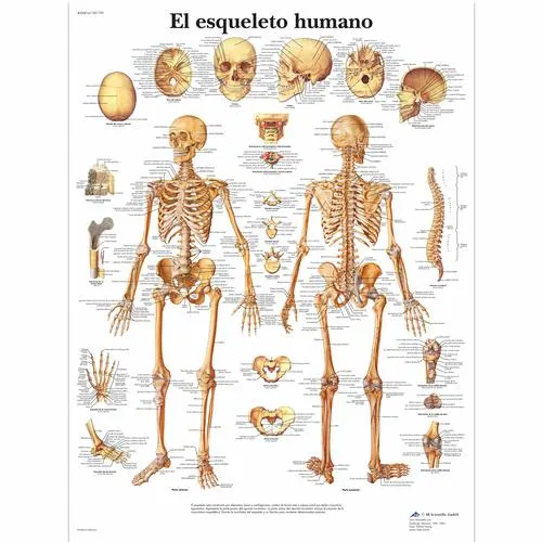 El esqueleto humano - Spanish Charts - Anatomical Charts, Poster Size ...