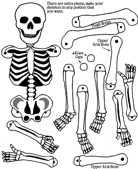 esqueleto papel | Cuerpo humano y esquema corporal | Pinterest ...