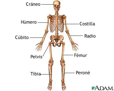 conociendo estudios de la medicina