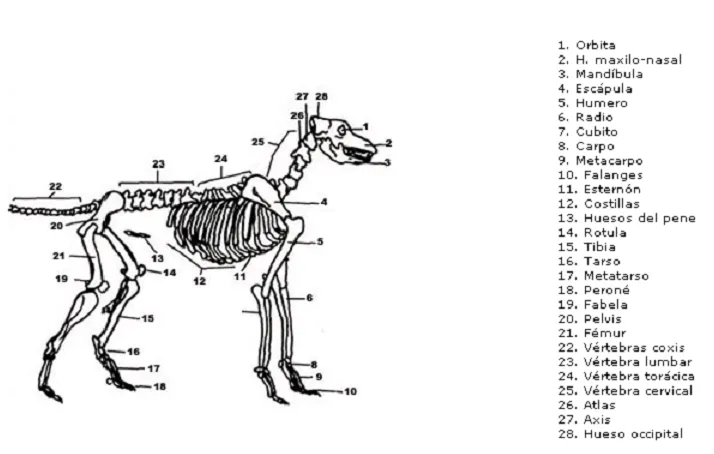 Huesos del perro - Imagui