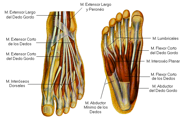 Esqueleto del pie humano - Imagui