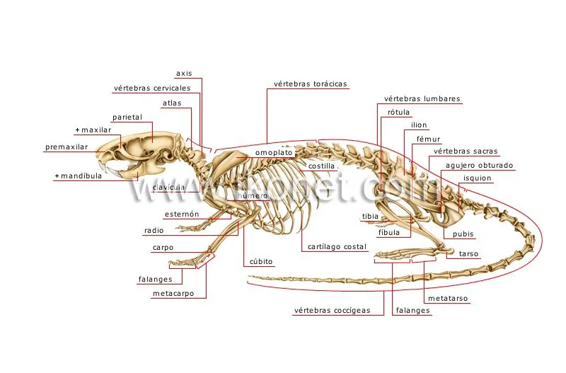 Esqueleto de una rata | Diccionario Visual