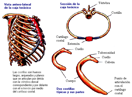 Nuestro esqueleto: Tronco: Caja torácica; COSTILLAS