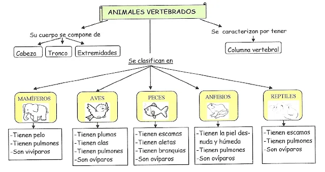 Esquema de animales mamiferos - Imagui