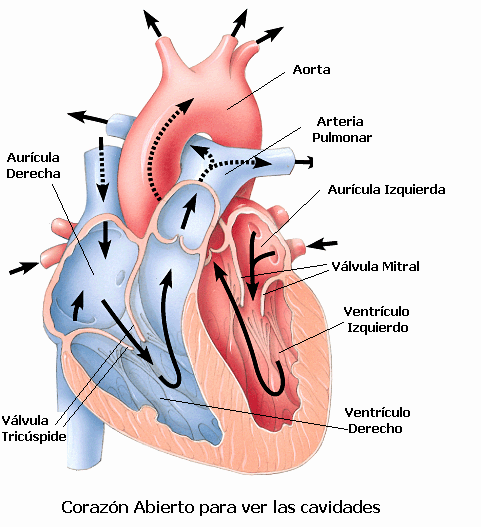 ESQUEMA DE CORAZON - Imagui