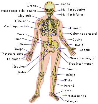 Anatomía: noviembre 2012