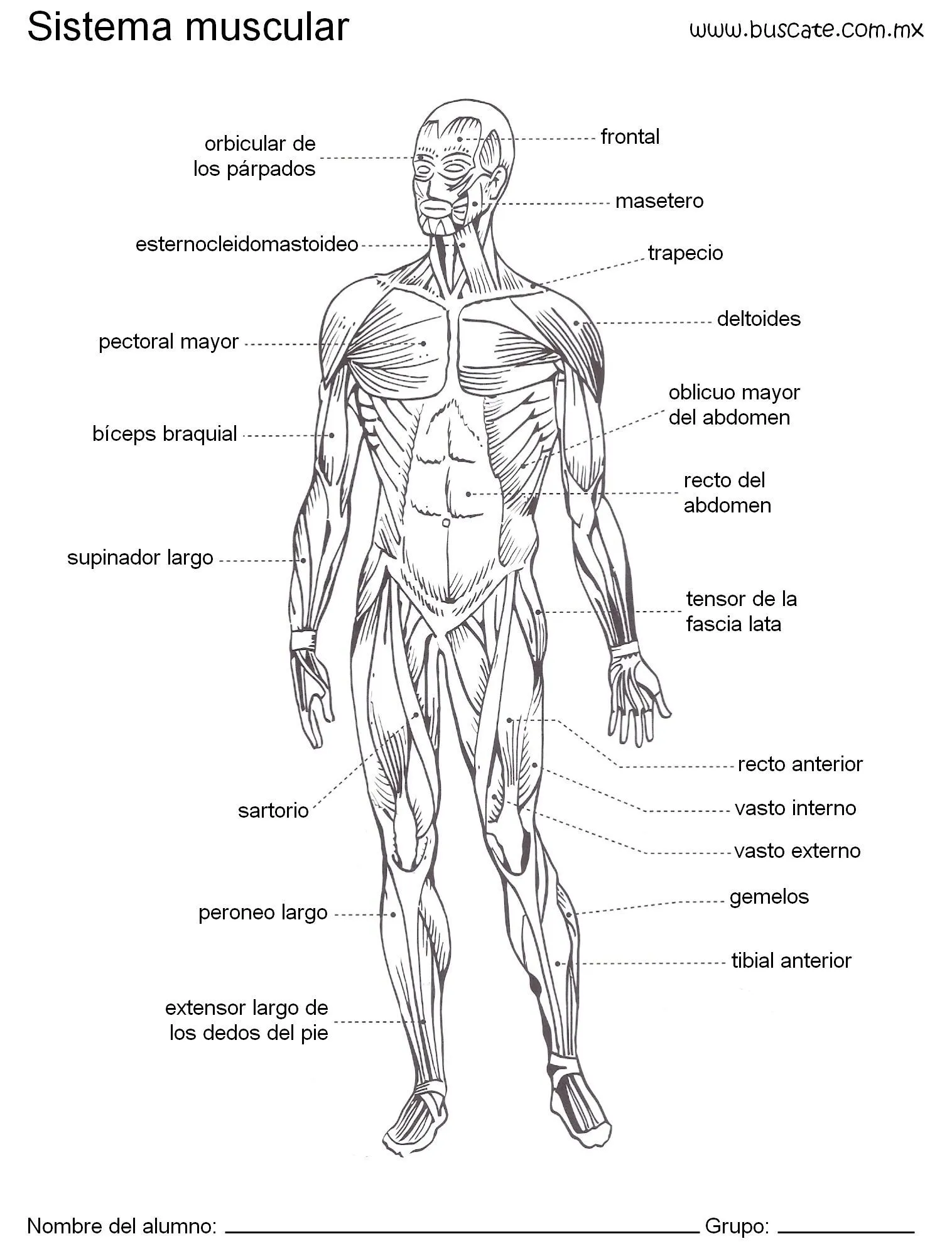 Esquema del cuerpo humano, Sistema muscular humano, Sistemas del cuerpo  humano