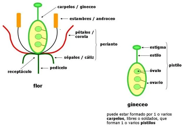 ESQUEMA DE UNA FLOR Y SUS COMPONENTES - Imagui