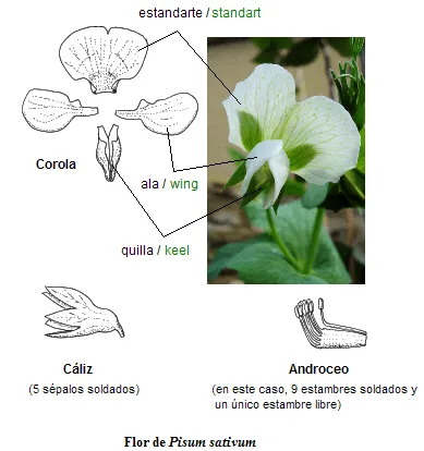 Esquema de la flor indicando sus partes - Imagui