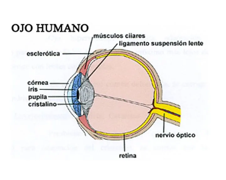 Esquema del ojo humano para niños - Imagui