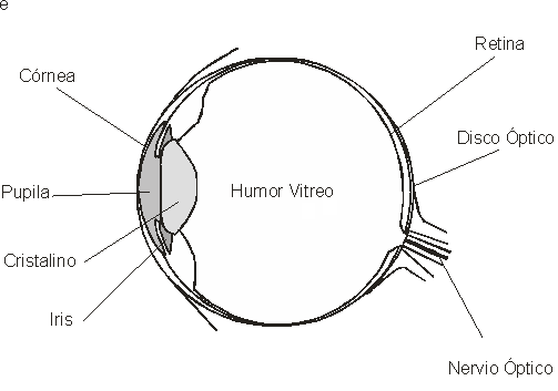 Esquema de un ojo - Imagui