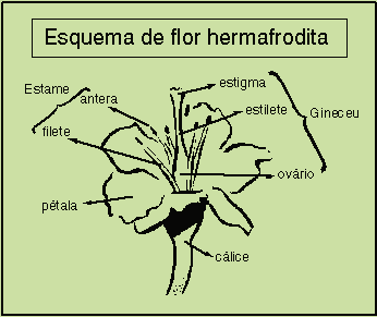 As partes de uma flor: