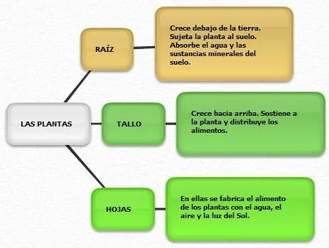 Que es un esquema de las plantas - Imagui