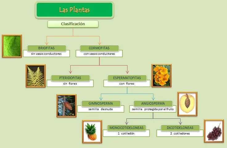 Esquema de la planta - Imagui