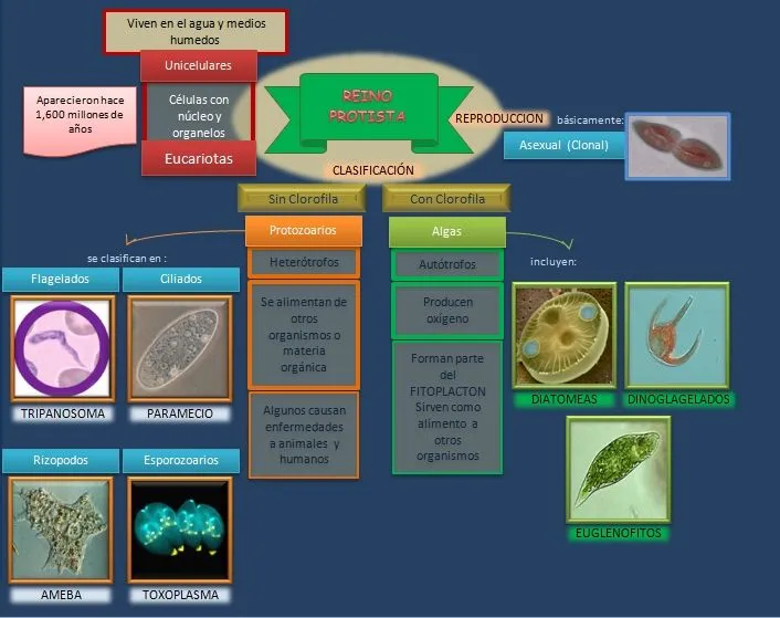 Esquema: Reino Protista | Esquemas, diagramas, gráficos y mapas ...