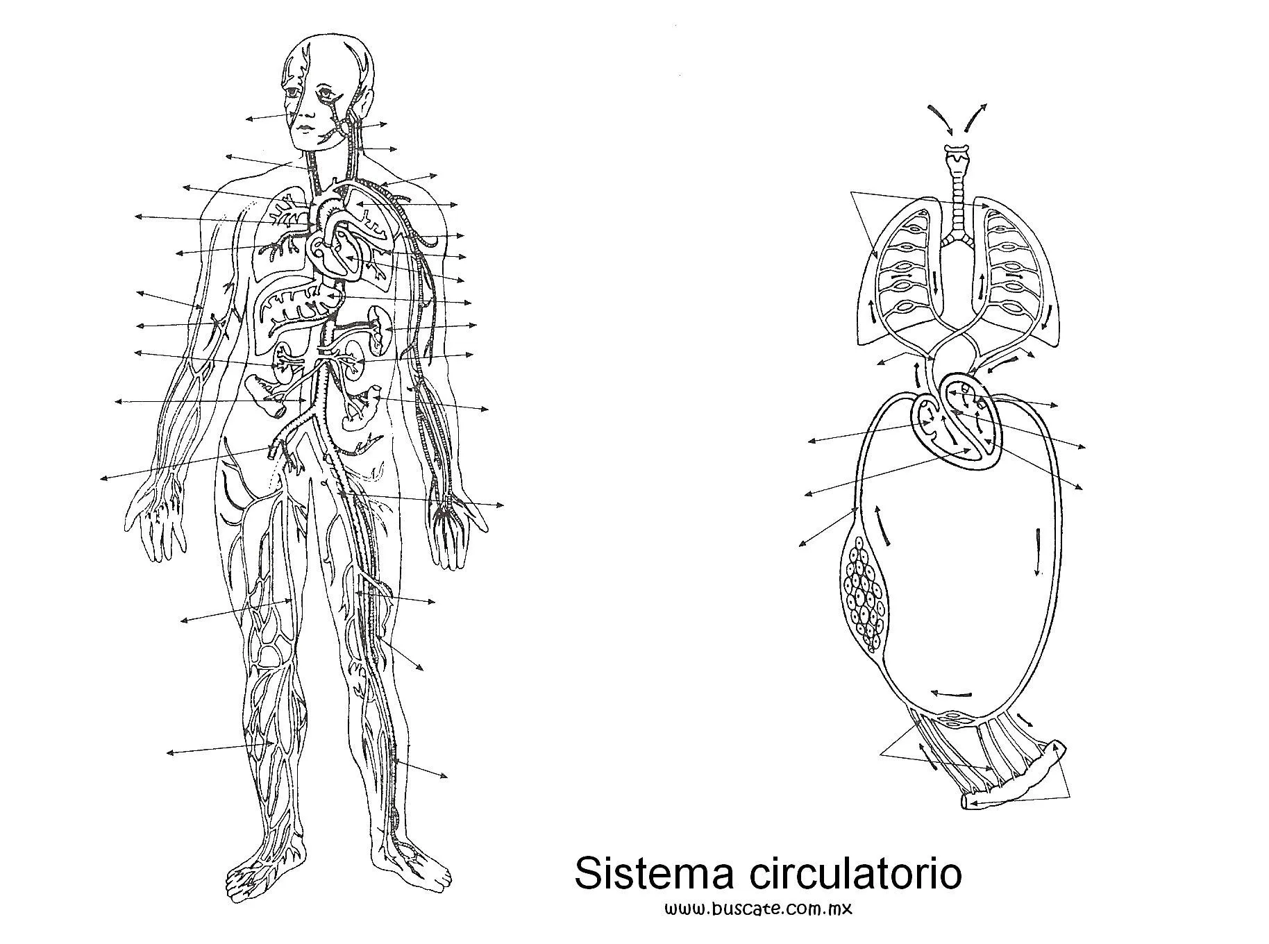 Esquema del sistema circulatorio, sin los nombres de sus partes ...