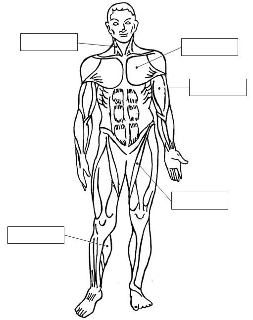 Esquema del sistema muscular humano. Sin los nombres de sus partes ...