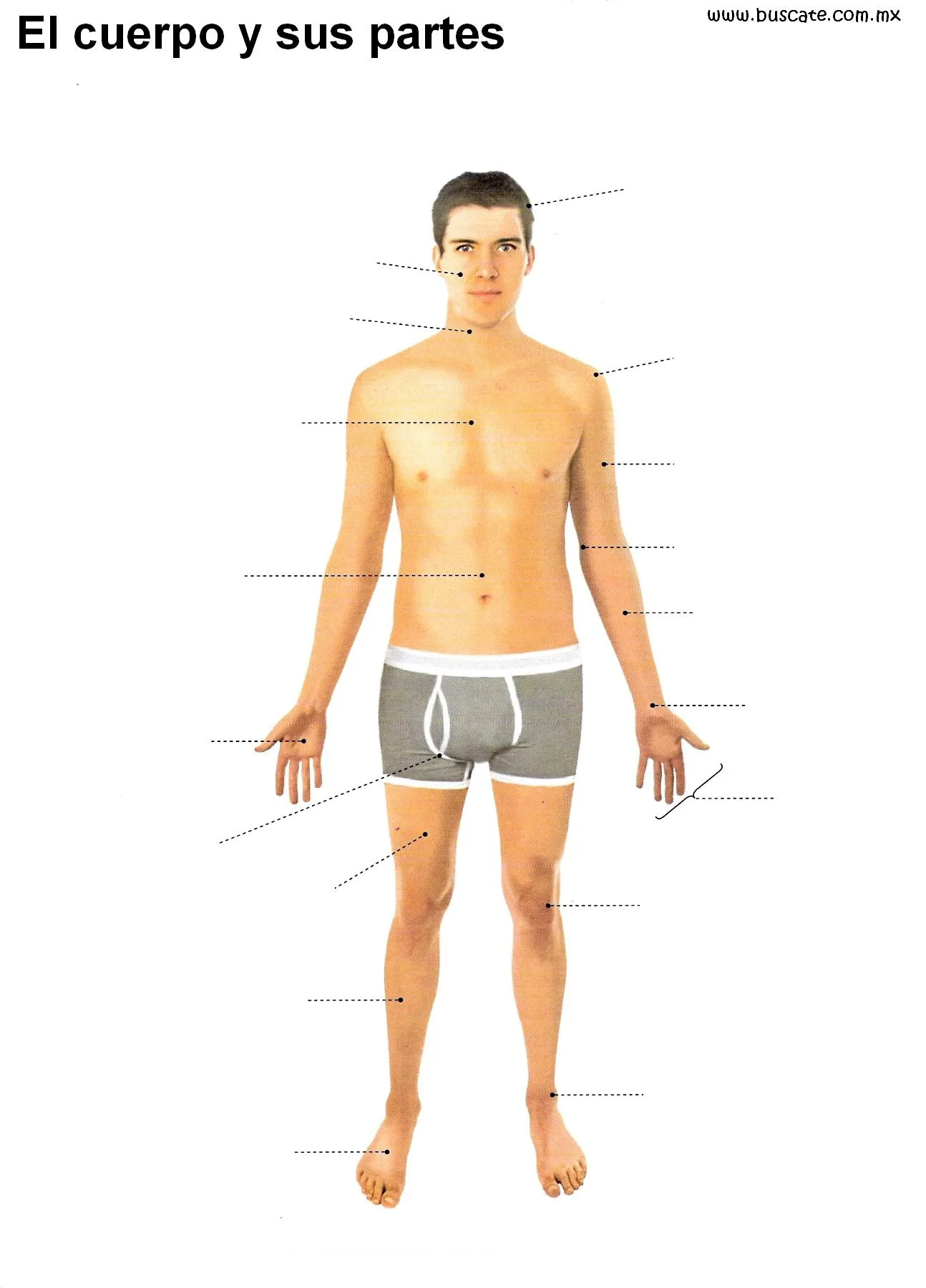 Esquemas del cuerpo humano a color. Sin el nombre de sus partes ...