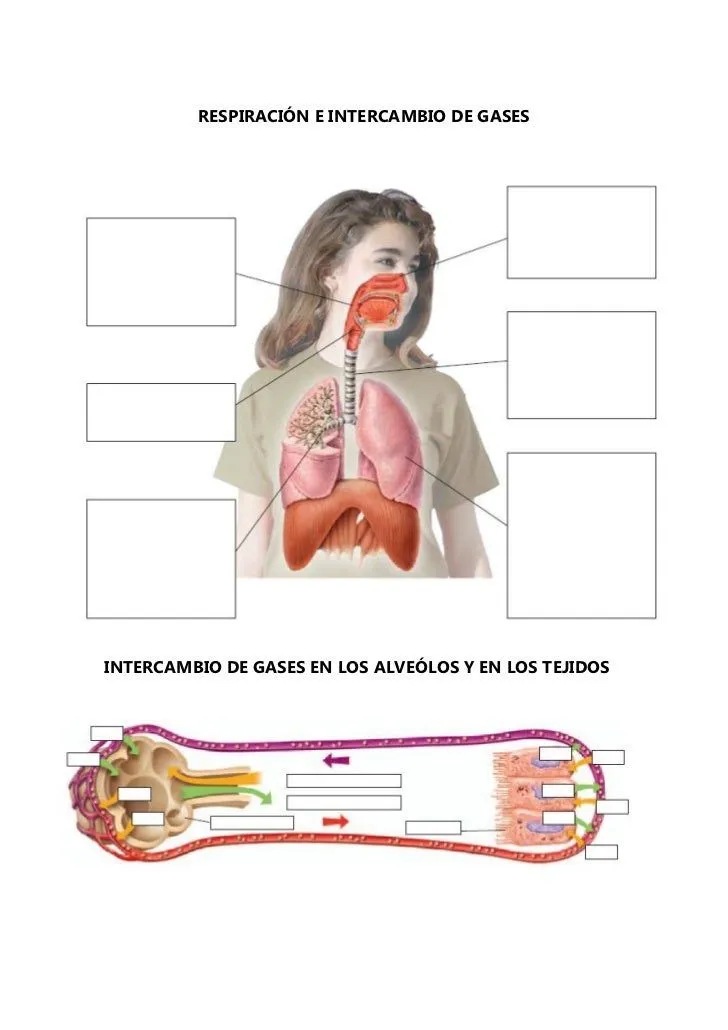 Esquemas mudos del aparato respiratorio, excretor y corazón