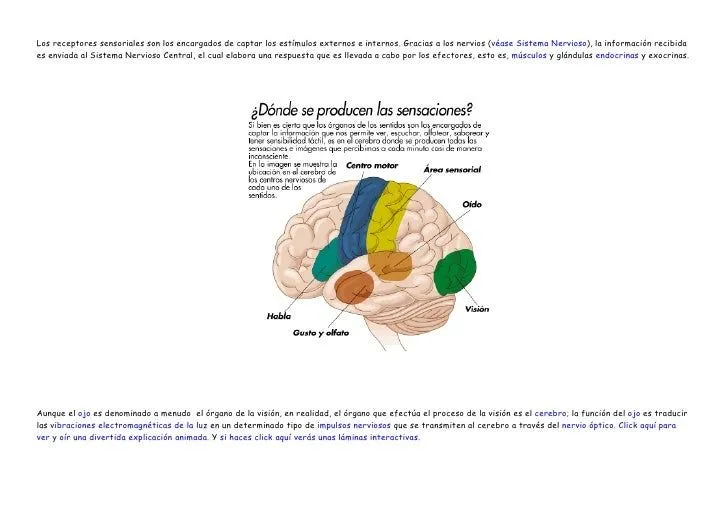 ESQUEMAS DE LOS SENTIDOS