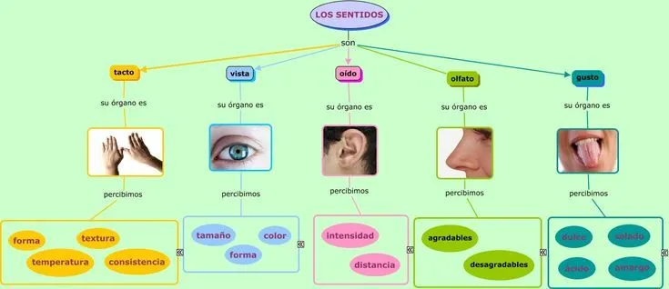 Esquemas de los sentidos | Recursos infantil | Pinterest