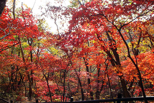 Estación de Otoño en Corea - Galería de fotos