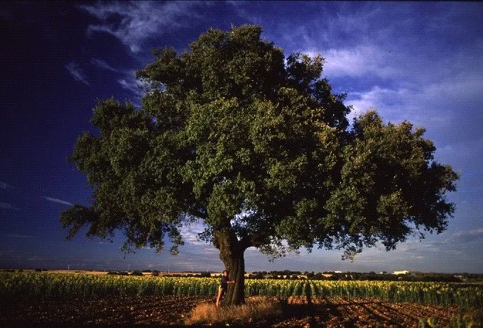 ÉSTE ES NUESTRO HOGAR... Y ES GRATUITO: EL HOMBRE Y EL ÁRBOL EN ...