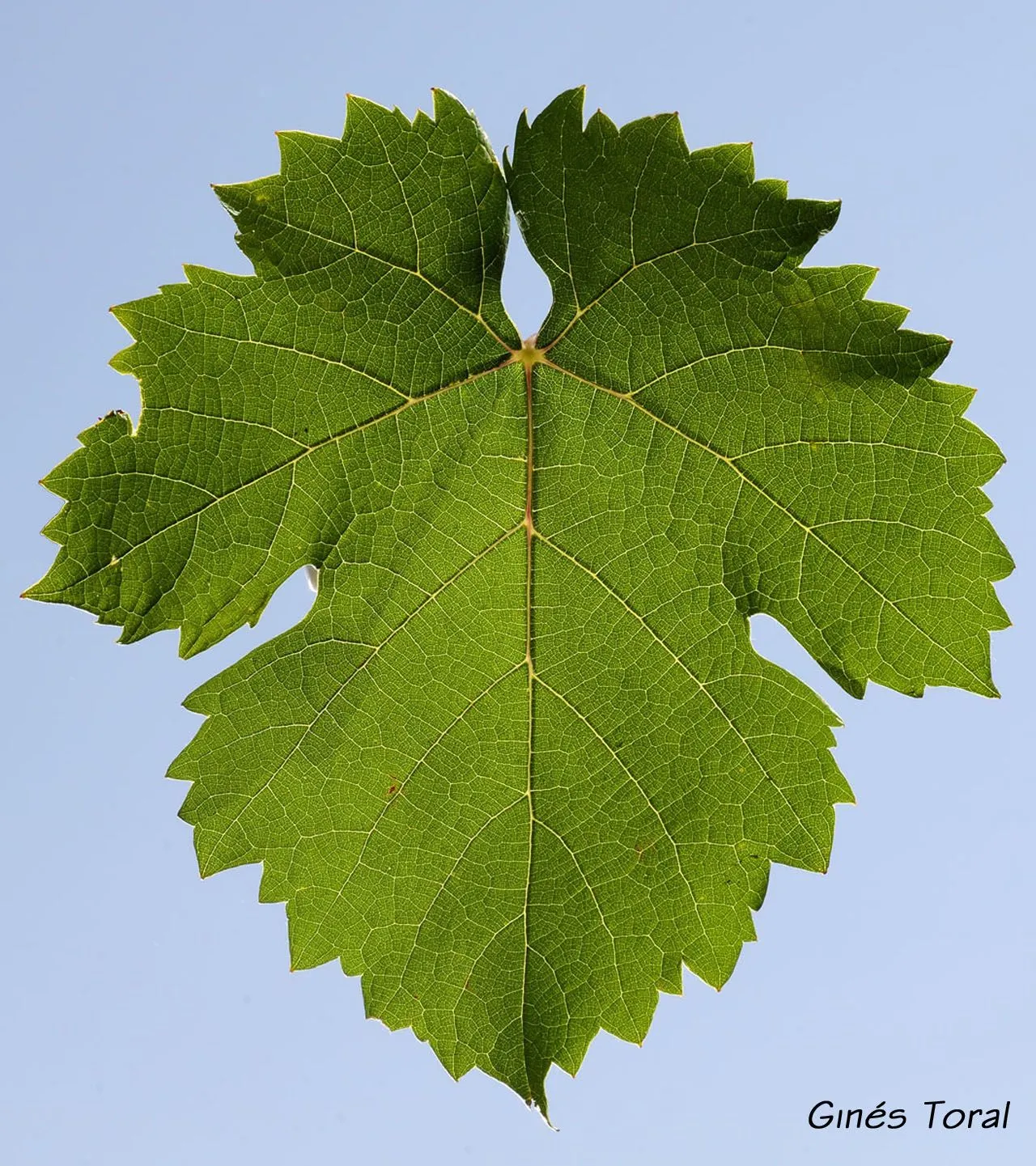 estepablanca: Nuestra "Vitis vinifera", la Monastrell.