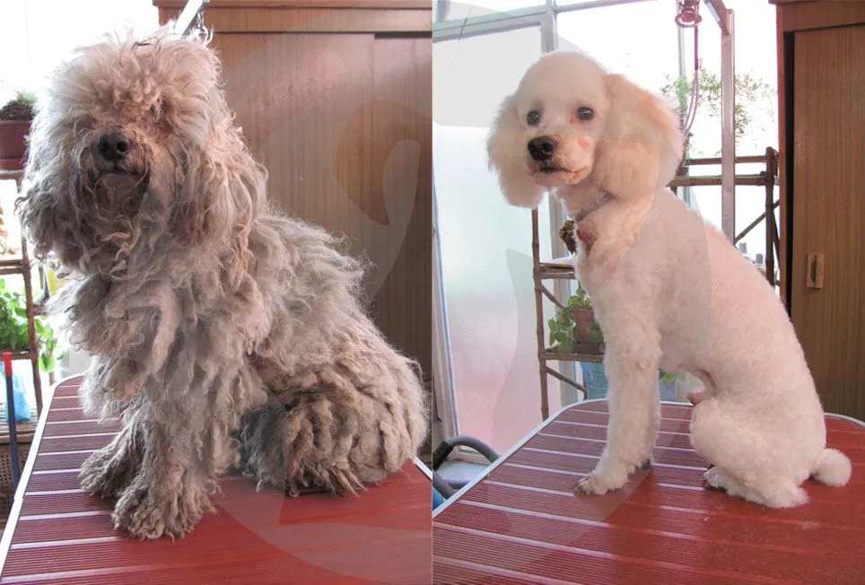 Estética Animal: Antes y Después: Samy! - Macho Poodle