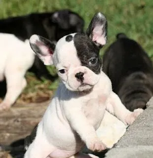 Estilo Canino razas: Bulldog Francés