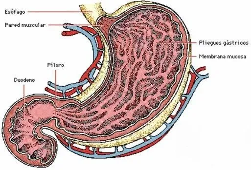 estomago003.jpg